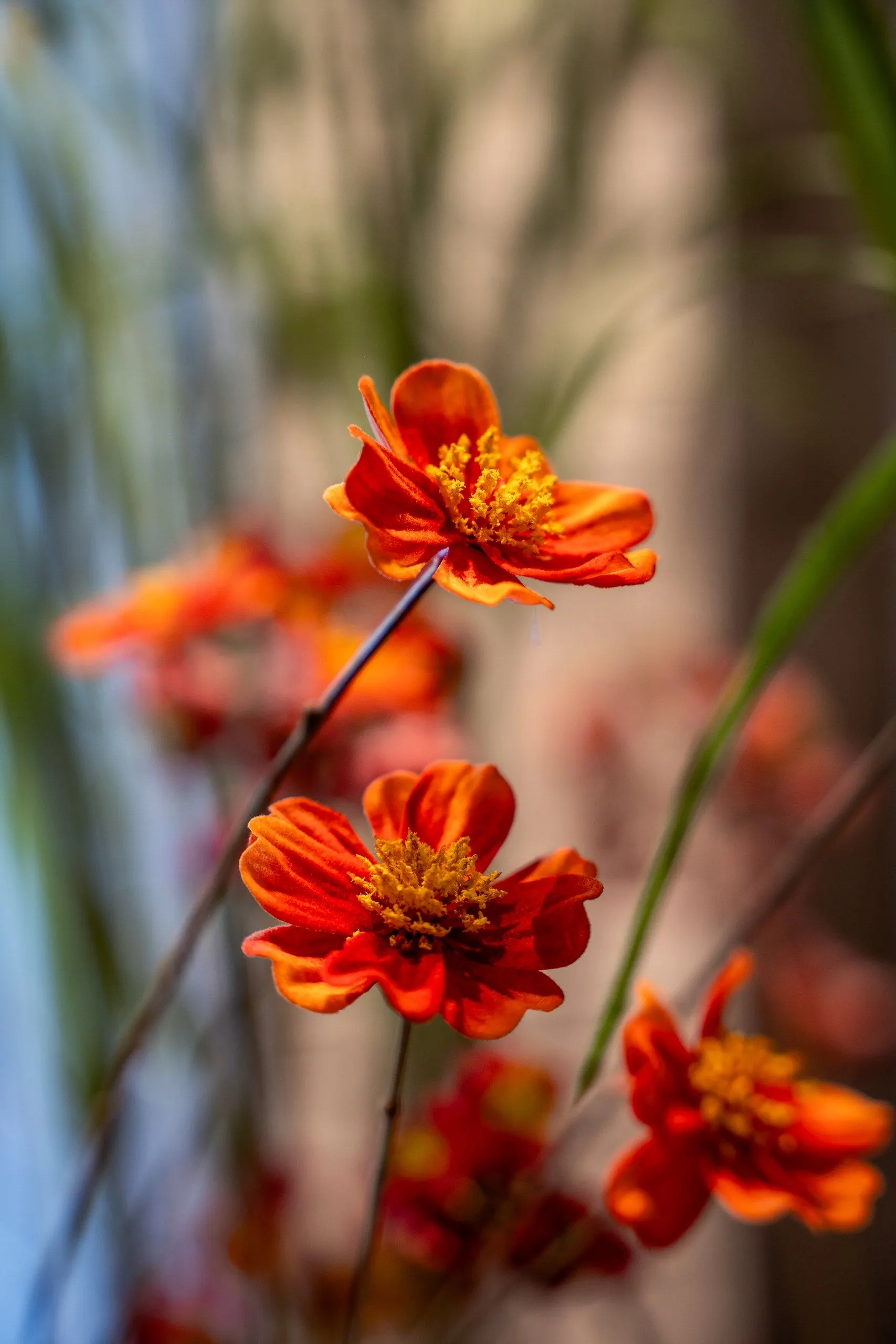 Oranje bloemen op dunne stelen, scherp tegen een zachte, onscherpe achtergrond